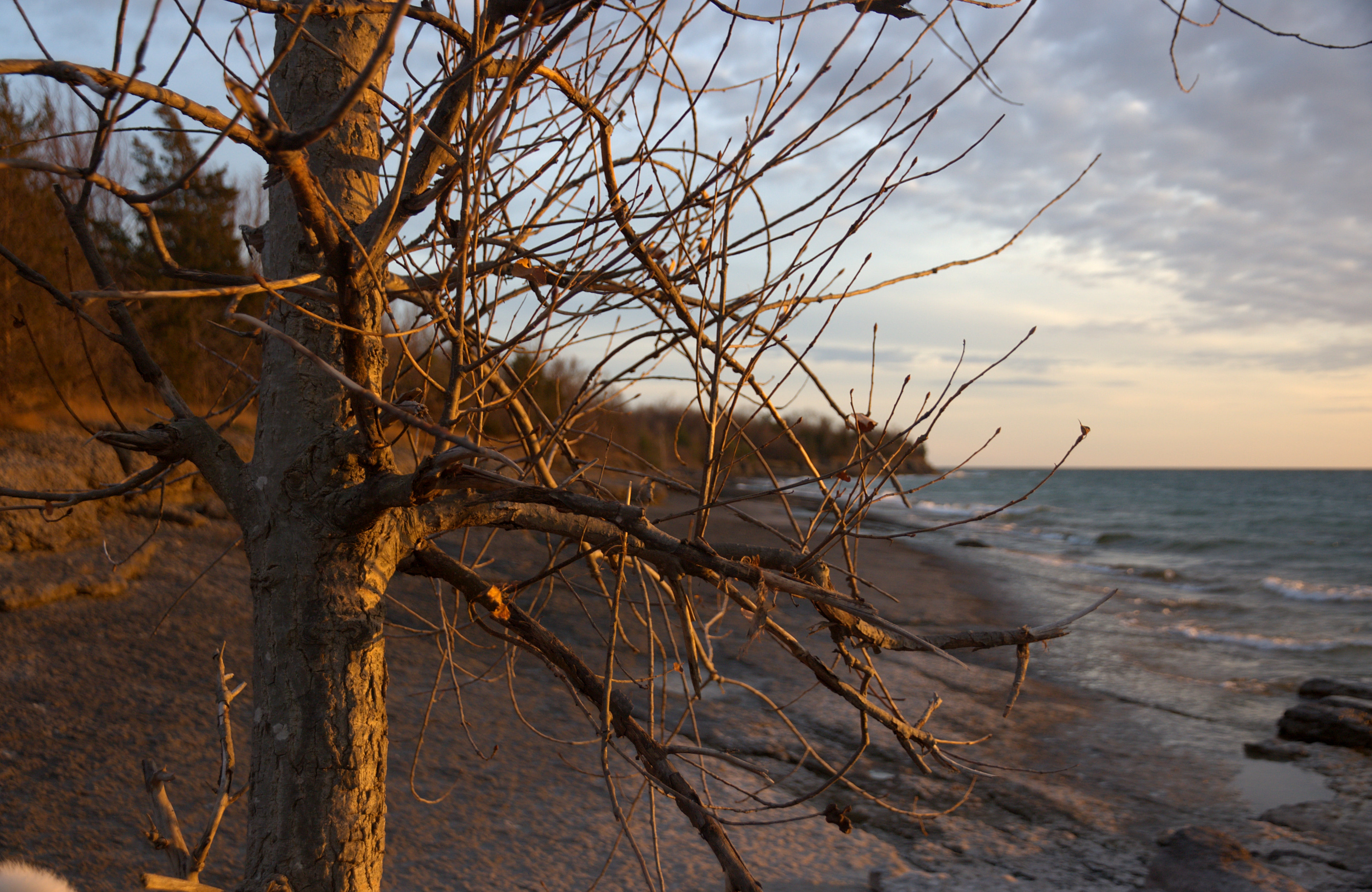 picture: leafless tree in winter, with complex branches; beach in background
